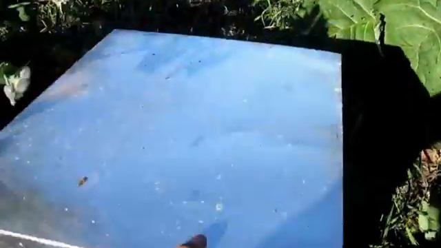 Нуклеусы на пасеке. смотреть онлайн