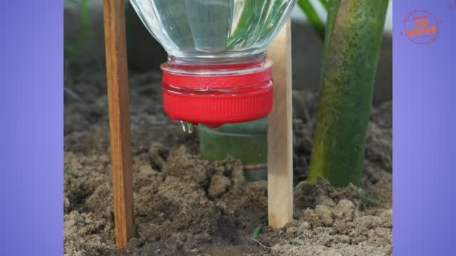 3 способа организовать систему полива растений в период вашего отсутствия смотреть онлайн