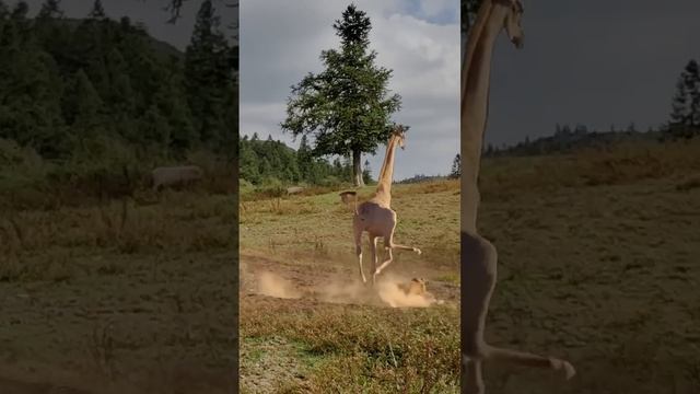Вы когда-нибудь видели, как на льва нападает жираф? смотреть онлайн