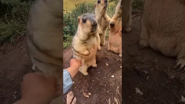 «Эй! Не трогай меня!» «Как грубо!» смотреть онлайн