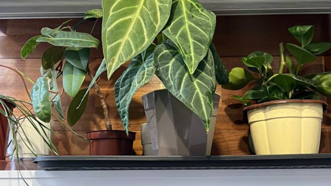 Больше не надо придумывать, куда поставить все свои комнатные цветы! смотреть онлайн