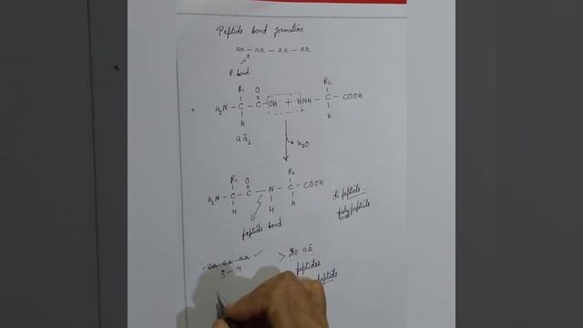 Peptide bond Formation/ amino acids/Biochemistry/B.Sc. botany lectures смотреть онлайн