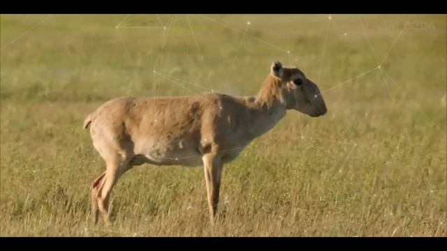 QIRILIB KETAYOTGAN JONIVORLAR HAQIDA QIZIQARLI MA`LUMOTLAR