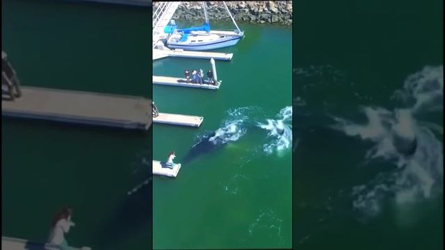 Невероятные кадры детеныша горбатого кита, плавающего в марине!!! смотреть онлайн