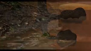 Дождевые черви - Познавательное видео про дождевых червей - Удивительный мир беспозвоночных_2