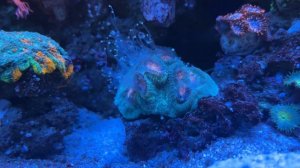 Морской аквариум 80*45*50 см. В гостях у Владислава.