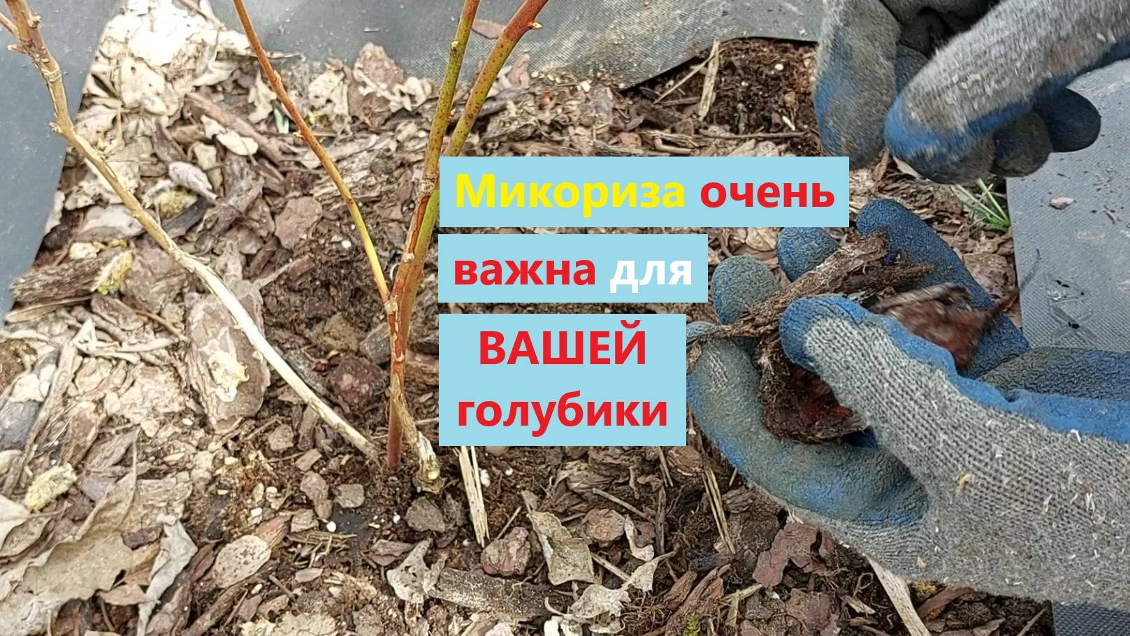 Микориза очень важна для ВАШЕЙ голубики