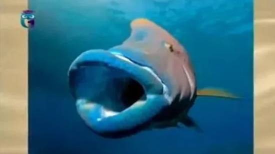 Губаны смотреть онлайн