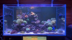 Морской аквариум Андрея. 5 месяцев после переезда.