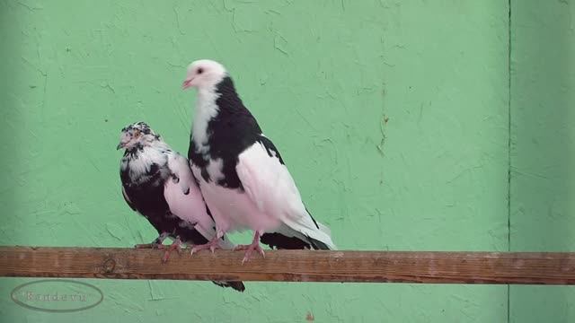 Зоопарк . Голуби смотреть онлайн