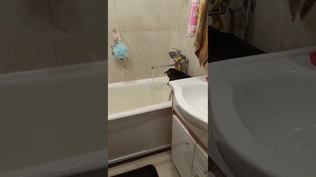 Кот 😻 смотреть онлайн