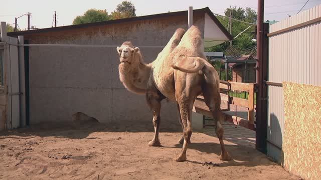 Зоопарк . Верблюд смотреть онлайн