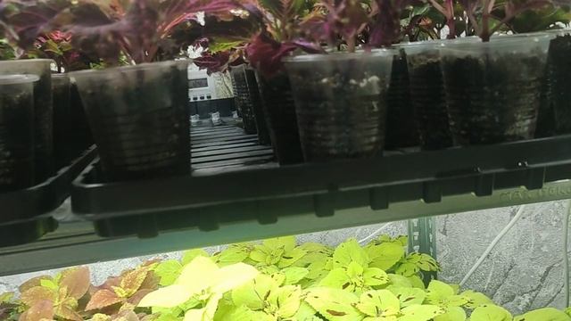 Как быстро полить большое количество растений. Экономлю время. Меняю подход к выращиванию. смотреть онлайн