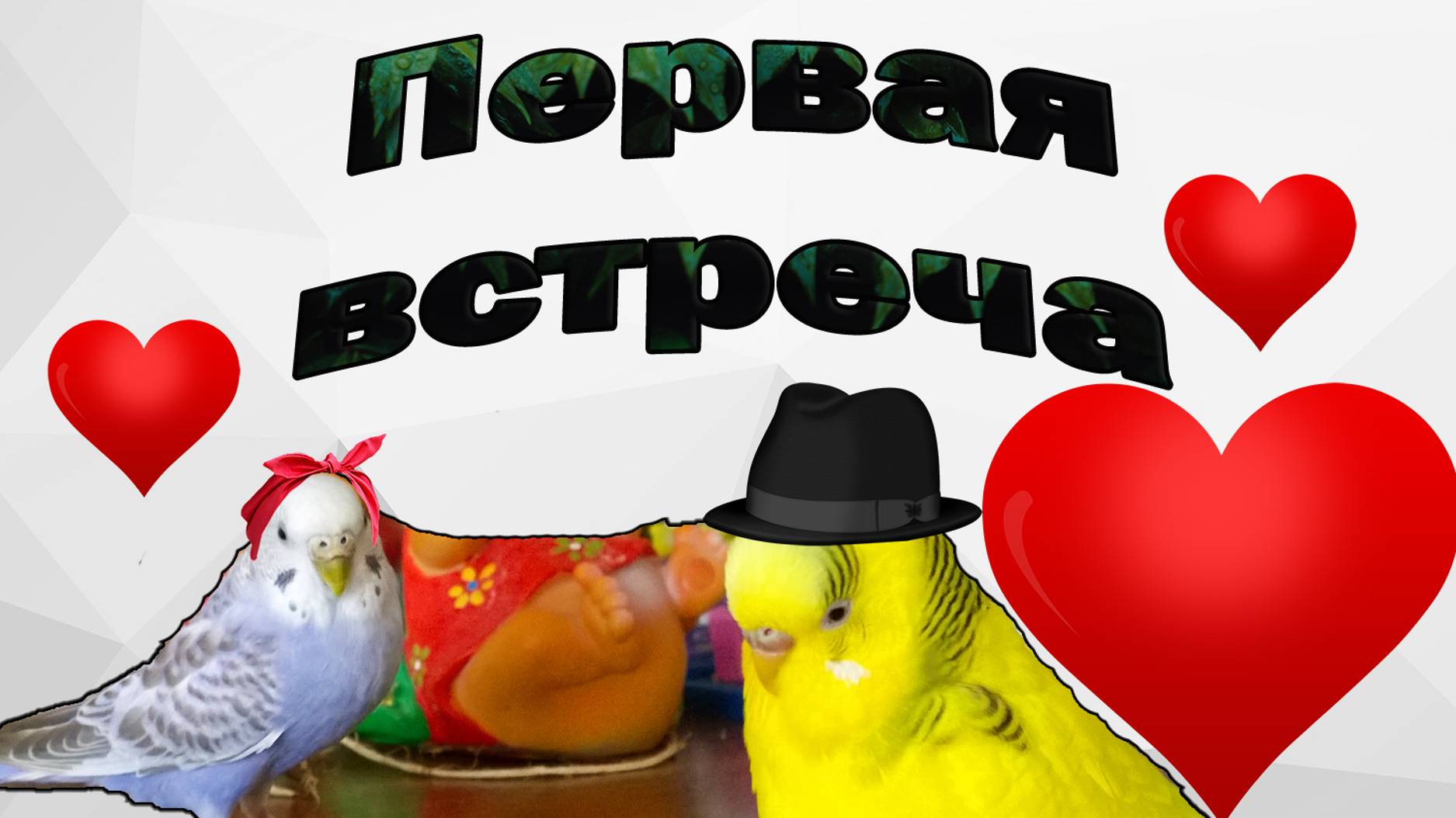 ПЕРВОЕ ЗНАКОМСТВО ВОЛНИСТЫХ ПОПУГАЕВ❣️ САМЕЦ ЖДАЛ 8 ЛЕТ ЭТОЙ ВСТРЕЧИ! смотреть онлайн
