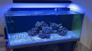 Запуск морского аквариума. Прошло два месяца. Новые жители.