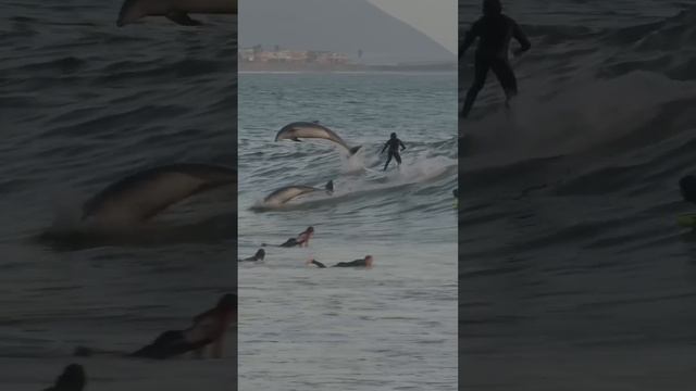 Дельфины сделали их опыт серфинга слишком запоминающимся. ❤ смотреть онлайн