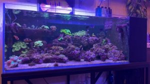 Морской аквариум 200 литров. Год после запуска.