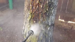 Очищаем от паразитов стволы деревьев кёрхером.