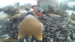 птички, синички и т.д