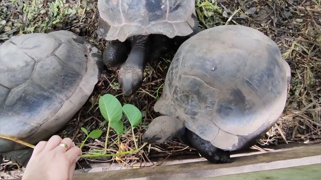 RAFFLES SEYCHELLES 5* Отель на Сейшельских Оcтровах, Забронировать тур в отель! смотреть онлайн