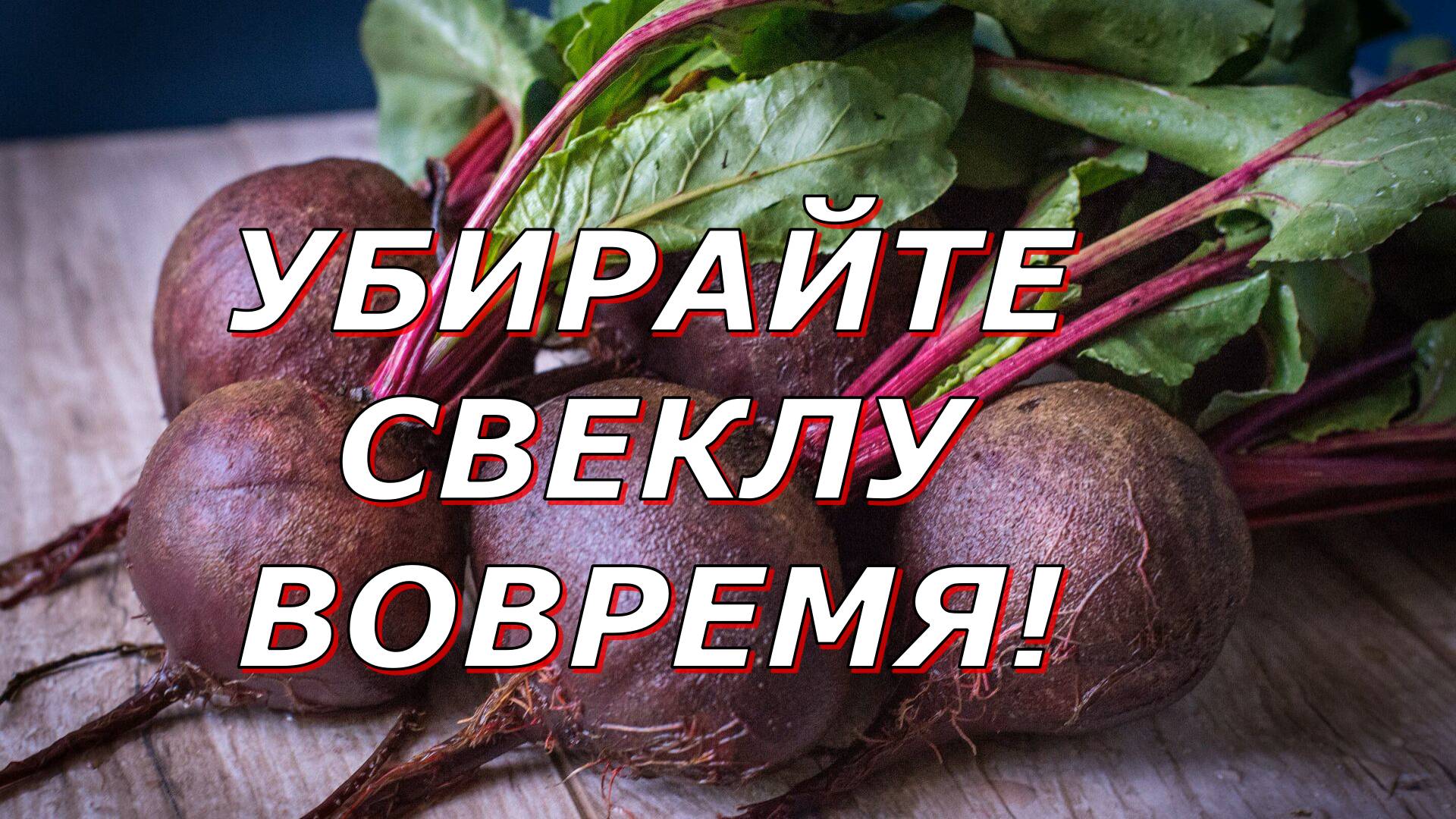 Когда убирать свеклу смотреть онлайн