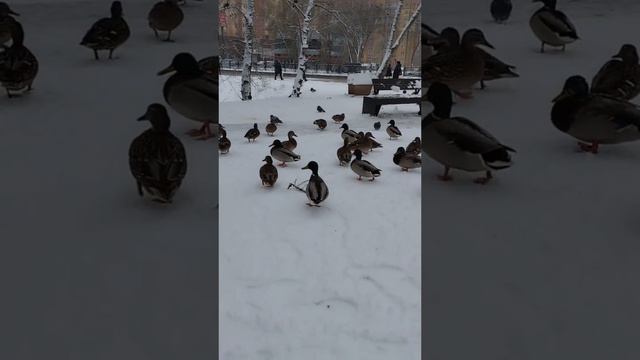 Утки