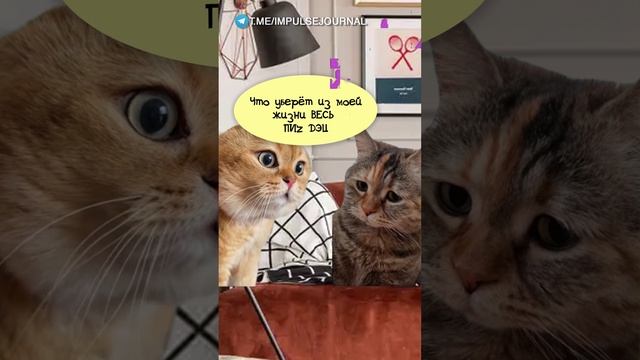 Терапия #мыкотики #вмем #разговор #анекдот #шутки #кот #юмор #смешное #прикольно #мемы #cat смотреть онлайн