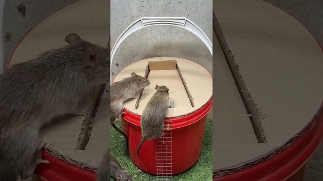 Домашняя мышеловка смотреть онлайн