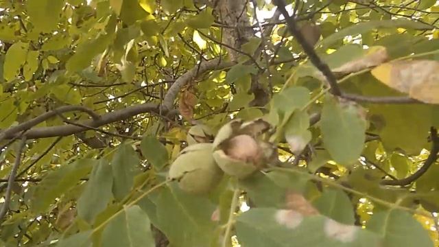 Как зреет грецкий орех Да вот так смотреть онлайн