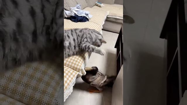 Утка и кот смотреть онлайн