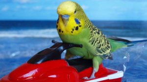 ГОВОРЯЩИЕ И САМЫЕ СМЕШНЫЕ ПОПУГАИ со всего мира | ПРИКОЛЫ С ПОПУГАЯМИ | FUNNY PARROTS часть 9