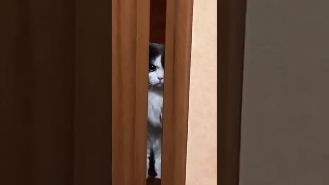 Так выглядит ревность #shorts