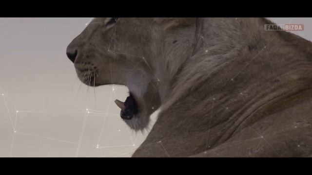 SHERLAR HAQIDA QIZIQARLI FAKTLAR