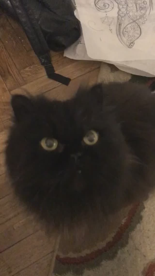 Мой котик и мои рисунки смотреть онлайн