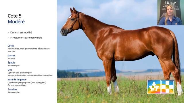 CAPSULE PURINA | La condition de chair смотреть онлайн