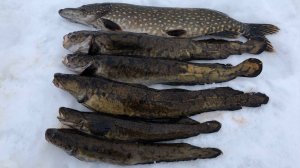 Ловля налима на Сямозере | Проверка жерлиц | Щука в прилове | Рыбалка 2019