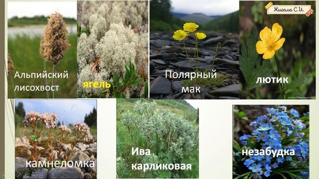 ЗАДАНИЕ №3.2, 3.3. Часть 1.Животный и растительный мир арктической пустыни и тундры ВПР 4 класс