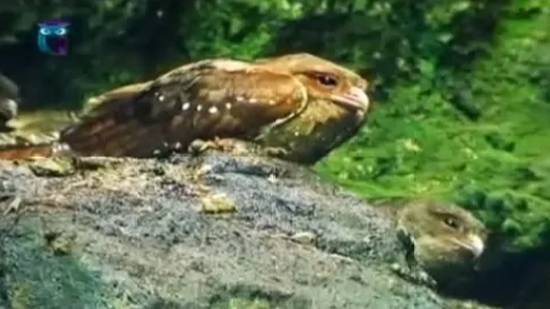 Гуахаро (Жирный козодой) смотреть онлайн