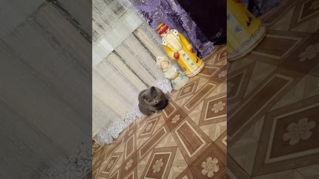 кошка и новый год смотреть онлайн