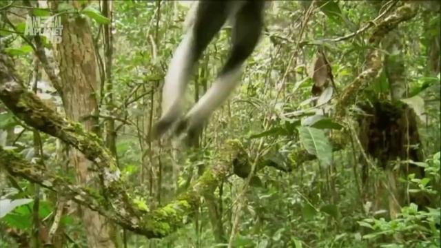 Славь, душа, Господа смотреть онлайн