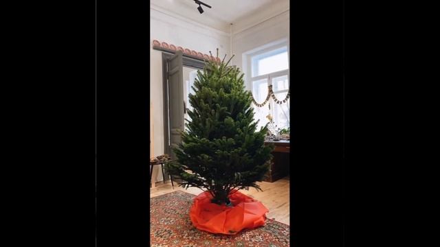 Пихта Нордмана, Пихта Фразера