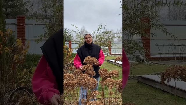 Обрезка гортензий осенью - нужна или нет? смотреть онлайн