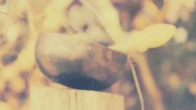 Тибетские поющие чаши (часть 14) смотреть онлайн