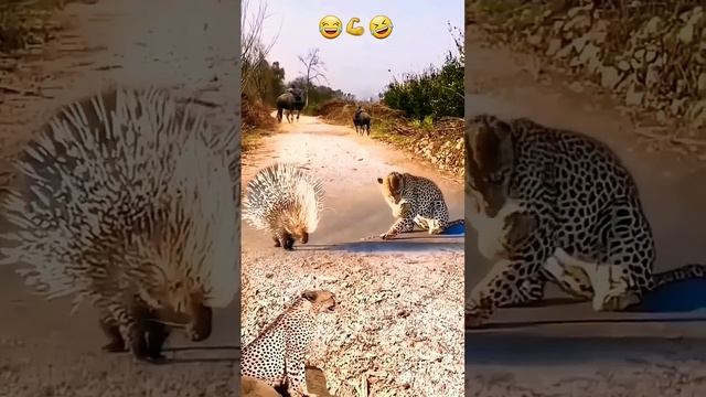 Мне нравится, как дикобраз пятится. смотреть онлайн