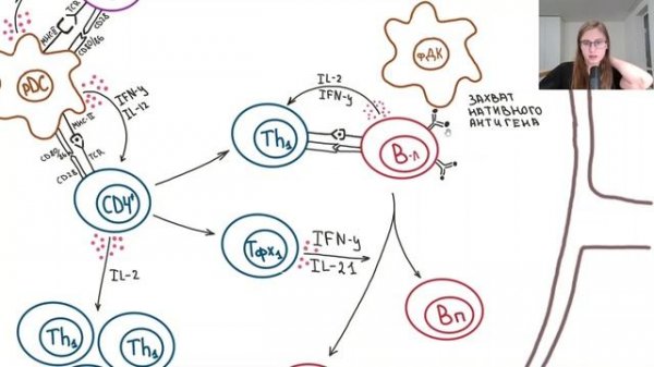 Иммунология | Адаптивный иммунный ответ по типу Th1. Воспаление