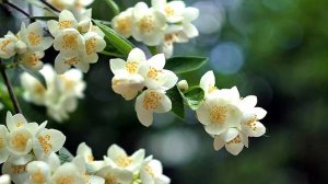Цветы - «Ветка жасмина»