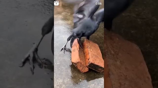 Вороны — одни из самых умных животных на планете. Они умеют планировать и использовать инструменты. смотреть онлайн