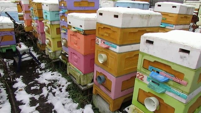 ответы на вопросы - какой улей лучше пчелам для зимовки 10 рамочный или 12 рамочный смотреть онлайн