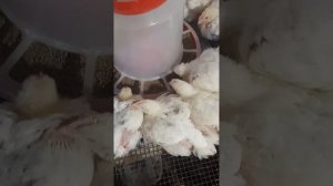 Поилка для цыплят бройлера🐥 Очень удобная