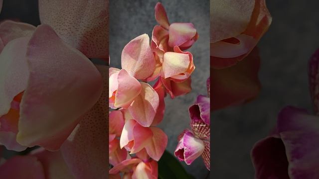 Красавцы пелоры: Легато и Аркадия | Phal. Arcadia & phal. Legato peloric | Обзор голландских сортов смотреть онлайн